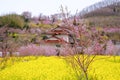 Yellow nanohana fields and flowering trees covering the hillside,Hanamiyama Park,Fukushima,Tohoku,Japan.