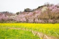 Yellow nanohana fields and flowering trees covering the hillside,Hanamiyama Park,Fukushima,Tohoku,Japan.