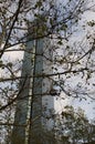 Hancock Tower Behind Trees Royalty Free Stock Photo