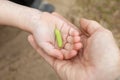 Hand of adult holding childs hand with palm up and catkin of birch. Nature protection, taking care about wild flora, ecology