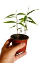 Hand of adult man holding plastic flowerpot with Moso bamboo Phyllostachys edulis plants