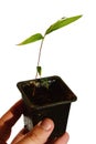 Hand of adult man holding rectangular black flowerpot with seedling of Moso bamboo Phyllostachys edulis