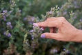The hand of an adult woman gracefully touches a lavender blossom