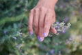 The hand of an adult woman gracefully touches a lavender blossom