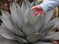 Hand in Agave Plant Royalty Free Stock Photo