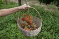 Hand of agriculturist hold the basket for harvested ripe rambutan and mangoteen fruits on the tree. Royalty Free Stock Photo