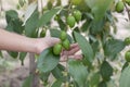 Hand of agriculturist holding jujubes on tree.