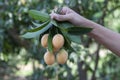 Hand of agriculturist holding a bunch of Sweet Yellow Marian Plum or Plum Mango in the garden.