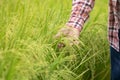 hand of agriculturist holding ears of rice, rice farmer checking quality of grains in the field Royalty Free Stock Photo