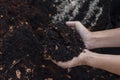 Hand of agriculturist holding soil mixing coconut dust.