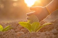 Hand of agriculturist touching leaf of tobacco tree in sunrise or sunset time. Growthing plant and take care concept Royalty Free Stock Photo