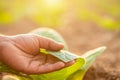 Hand of agriculturist touching leaf of tobacco tree in sunrise or sunset time. Growthing plant and take care concept