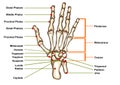 Hand anatomy isolated