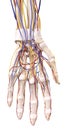 The hand anatomy
