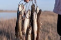 Hand angler holds many caught fish pike hanging on Fish Stringer on the background of the lake