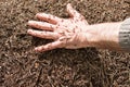 Hand in an anthill Royalty Free Stock Photo