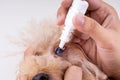 Hand applying eye drop onto dog eye with cataract problem Royalty Free Stock Photo