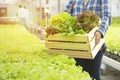 Hand of asian woman farmer gardener hold basket show fresh green lettuce and red osk hydroponic organic vegetable,Small business