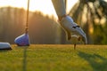 Hand asian woman putting golf ball on tee with club in golf course on evening and sunset time a for healthy sport. Royalty Free Stock Photo