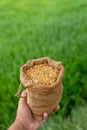 Hand bags of paddy sacks rice