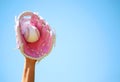 Hand of Baseball Player with Pink Glove and Ball over Blue Sky Royalty Free Stock Photo