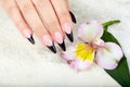 Hand with long artificial french manicured nails and lily flower Royalty Free Stock Photo