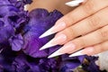 Hand with long artificial french manicured nails and a purple Iris flower Royalty Free Stock Photo