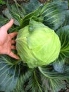 The hand and big head of ripe and green cabbage