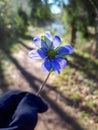 Hand in black glove holding single wildflower Anemone hepatica - Liverwort with blurred bokeh nature trail background with