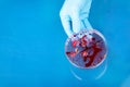 Hand in blue glove holding petri dish with bacterium . Microbiology sience