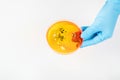 Hand in blue glove holding petri dish with bacterium . Microbiology sience