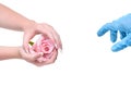 Hand in a blue glove reaches for pink rose. Hands girl with natural manicure.