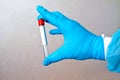 Hand in blue medical disposable rubber gloves holding a blank test tube to collect analyzes on a gray background Royalty Free Stock Photo