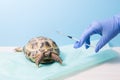 land Central Asian tortoise at the reception of a herpetologist veterinarian Royalty Free Stock Photo