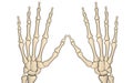 Hand bone