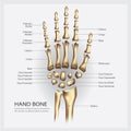 Hand Bone Anatomy with Detail