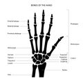 Hand bone anatomy Royalty Free Stock Photo