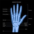 Hand bone anatomy Royalty Free Stock Photo