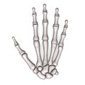 Hand bones Royalty Free Stock Photo