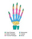 Hand bones anatomy with descriptions. Colored hand parts structure. Distal, proximal and middle phalanges, metacarpals Royalty Free Stock Photo