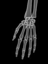 the hand bones