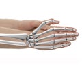 Hand Bones Male Anatomy - Studio shot with 3D illustration isolated on white