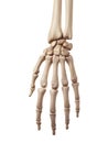 The hand bones Royalty Free Stock Photo
