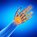 The hand bones Royalty Free Stock Photo