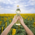 A hand with a bottle of golden sunflower oil raised up against the background of a field of blooming sunflowers in a sunny copy sp Royalty Free Stock Photo