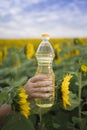 A hand with a bottle of golden sunflower oil raised up against the background of a field of blooming sunflowers in a sunny copy sp Royalty Free Stock Photo