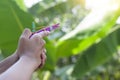 Hand of boy holding a self-made gun toy play made from colorful popsicle sticks with rubber band. Royalty Free Stock Photo