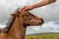 Hand of a boy petting the head of a Dartmoor pony foal, Devon UK Royalty Free Stock Photo