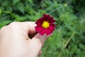 A Hand with bright red Cosmos flowers with eight petals and a yellow centre on a stem in full bloom in Summer in the garden with g