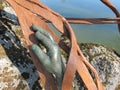 Hand bronze statue inside the park of Majolan Blanquefort France Royalty Free Stock Photo